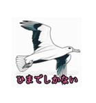 日常でかなり使えるアホウドリスタンプ（個別スタンプ：20）