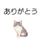 猫のピクセルアート(ドット絵)のスタンプ4（個別スタンプ：1）