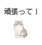 猫のピクセルアート(ドット絵)のスタンプ4（個別スタンプ：13）