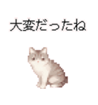 猫のピクセルアート(ドット絵)のスタンプ4（個別スタンプ：16）