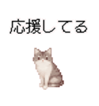 猫のピクセルアート(ドット絵)のスタンプ4（個別スタンプ：23）