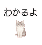 猫のピクセルアート(ドット絵)のスタンプ4（個別スタンプ：31）