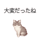 猫のピクセルアート(ドット絵)のスタンプ4（個別スタンプ：34）