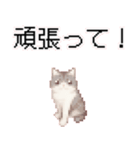 猫のピクセルアート(ドット絵)のスタンプ4（個別スタンプ：37）
