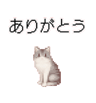 猫のピクセルアート(ドット絵)のスタンプ4（個別スタンプ：38）