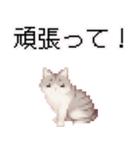 猫のピクセルアート(ドット絵)スタンプ 5（個別スタンプ：4）