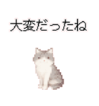 猫のピクセルアート(ドット絵)スタンプ 5（個別スタンプ：22）