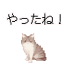 猫のピクセルアート(ドット絵)のスタンプ 2（個別スタンプ：40）