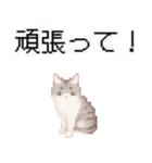 猫のピクセルアート(ドット絵)スタンプ 3（個別スタンプ：28）