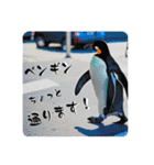 ペンギンと日常生活（個別スタンプ：1）