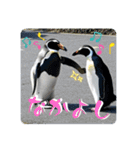 ペンギンと日常生活（個別スタンプ：10）