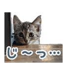 メンヘラ猫彼女【カップル・彼氏・猫】（個別スタンプ：5）