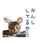 メンヘラ猫彼女【カップル・彼氏・猫】（個別スタンプ：8）