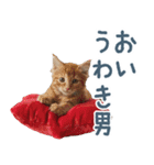 メンヘラ猫彼女【カップル・彼氏・猫】（個別スタンプ：12）