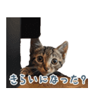 メンヘラ猫彼女【カップル・彼氏・猫】（個別スタンプ：14）