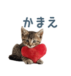 メンヘラ猫彼女【カップル・彼氏・猫】（個別スタンプ：17）