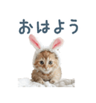 メンヘラ猫彼女【カップル・彼氏・猫】（個別スタンプ：22）