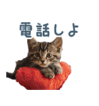 メンヘラ猫彼女【カップル・彼氏・猫】（個別スタンプ：24）