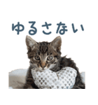 メンヘラ猫彼女【カップル・彼氏・猫】（個別スタンプ：25）