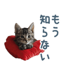 メンヘラ猫彼女【カップル・彼氏・猫】（個別スタンプ：26）