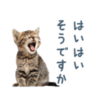 メンヘラ猫彼女【カップル・彼氏・猫】（個別スタンプ：28）
