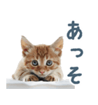 メンヘラ猫彼女【カップル・彼氏・猫】（個別スタンプ：29）