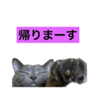 プリココスタンプ（個別スタンプ：8）