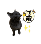 プリココスタンプ（個別スタンプ：9）