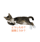 プリココスタンプ（個別スタンプ：14）