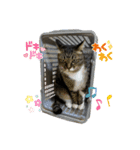 プリココスタンプ（個別スタンプ：21）