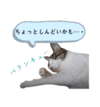 きらべるのスタンプ2（個別スタンプ：13）