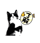 猫CatOne（個別スタンプ：7）