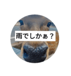 でしかぁ？生活ver.（個別スタンプ：1）