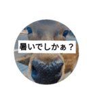 でしかぁ？生活ver.（個別スタンプ：2）