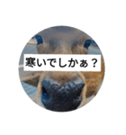 でしかぁ？生活ver.（個別スタンプ：3）