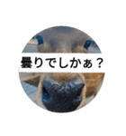 でしかぁ？生活ver.（個別スタンプ：7）