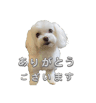 まいにちマルチーズ（個別スタンプ：1）