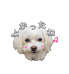 まいにちマルチーズ（個別スタンプ：7）