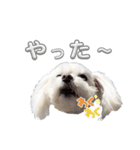 まいにちマルチーズ（個別スタンプ：8）