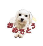 まいにちマルチーズ（個別スタンプ：11）