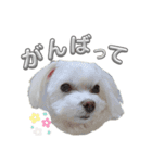 まいにちマルチーズ（個別スタンプ：12）