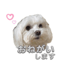 まいにちマルチーズ（個別スタンプ：13）