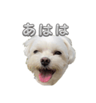 まいにちマルチーズ（個別スタンプ：14）