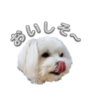 まいにちマルチーズ（個別スタンプ：16）