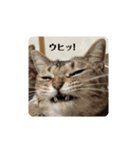 びっきなあんこ と うりと とら（個別スタンプ：2）
