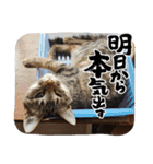 びっきなあんこ と うりと とら（個別スタンプ：3）