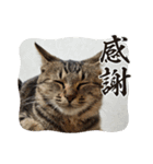びっきなあんこ と うりと とら（個別スタンプ：5）