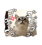 びっきなあんこ と うりと とら（個別スタンプ：6）