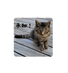びっきなあんこ と うりと とら（個別スタンプ：7）
