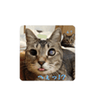びっきなあんこ と うりと とら（個別スタンプ：9）